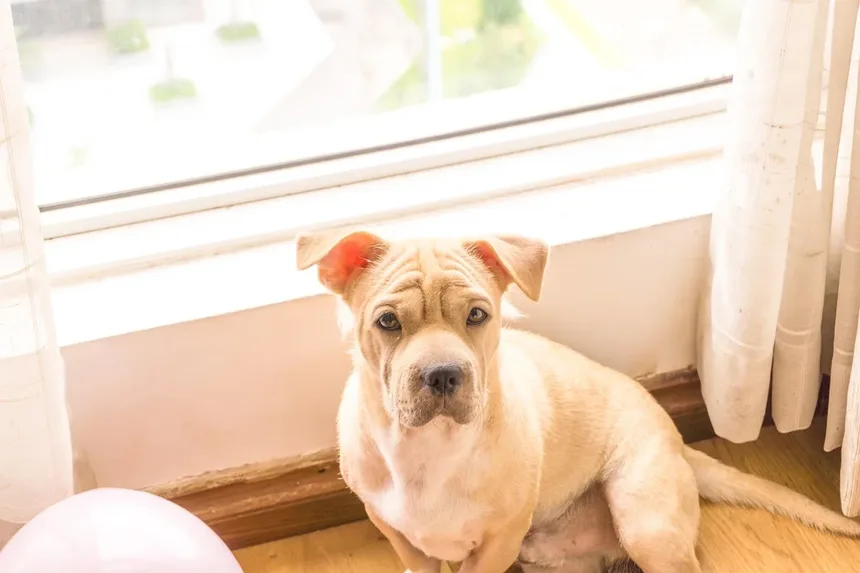 5 Recompensas Criativas para Cães que Não São Comida