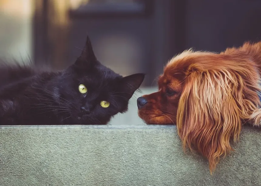 Acupuntura para Cães: Alívio da Dor e Melhoria da Qualidade de Vida