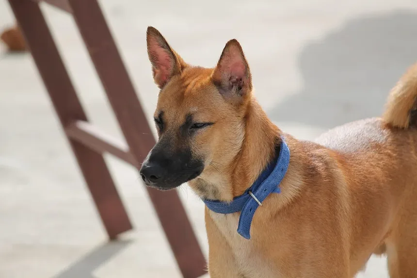Acupuntura para Cães: Alívio da Dor e Melhoria da Qualidade de Vida