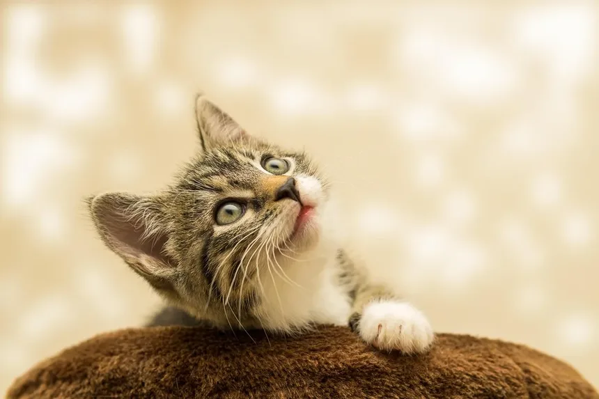 Alopecia em Gatos: Causas, Sintomas e Como Tratar a Queda de Pelo