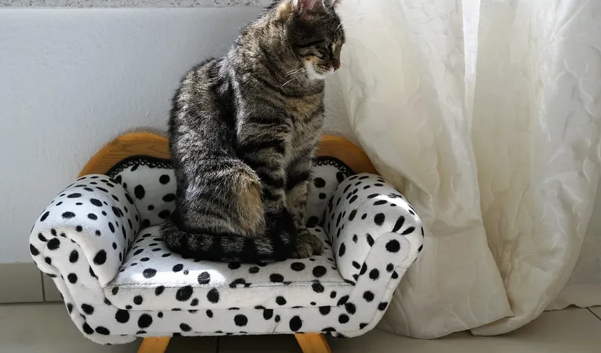 Problemas Comportamentais em Gatinhos: Como Resolver e Prevenir