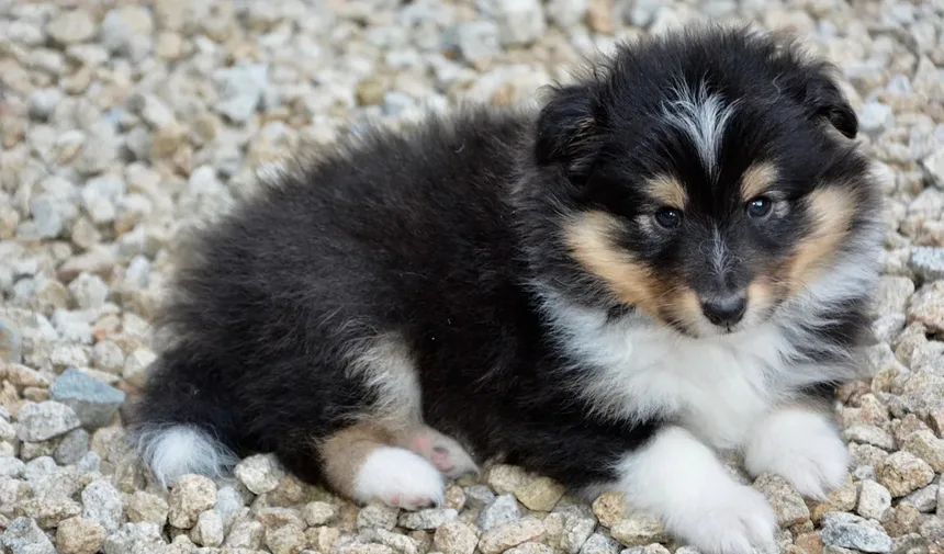 Cisaprida para Animais de Estimação: Tudo o Que Você Precisa Saber