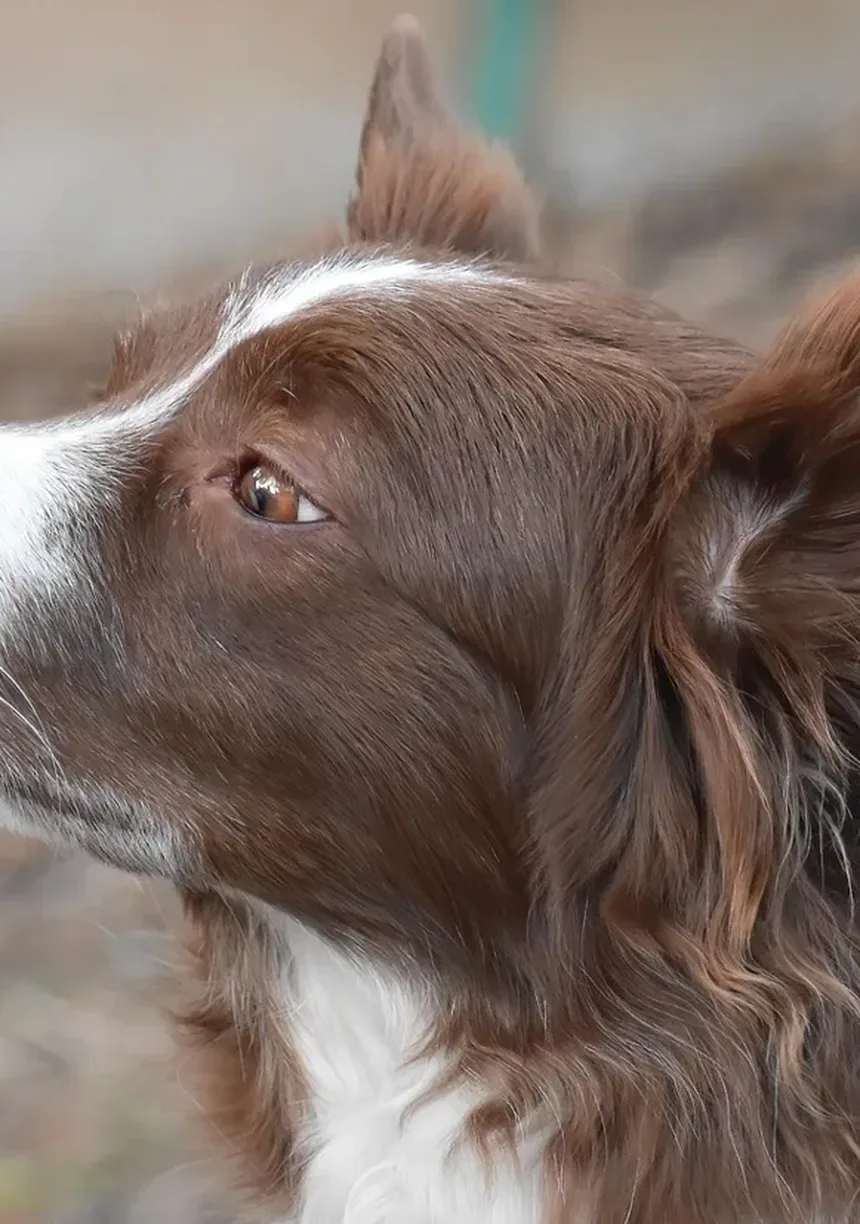 Caspa em Cães: Tipos, Causas e Tratamentos Eficazes