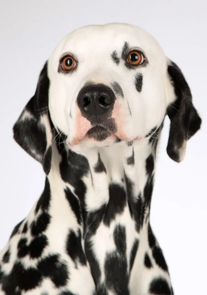 Cachorro Inclinado a Cabeça: Quando se Preocupar e O Que Fazer