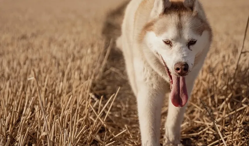Cães Lambem Feridas: Perigo ou Cura? Descubra a Verdade!