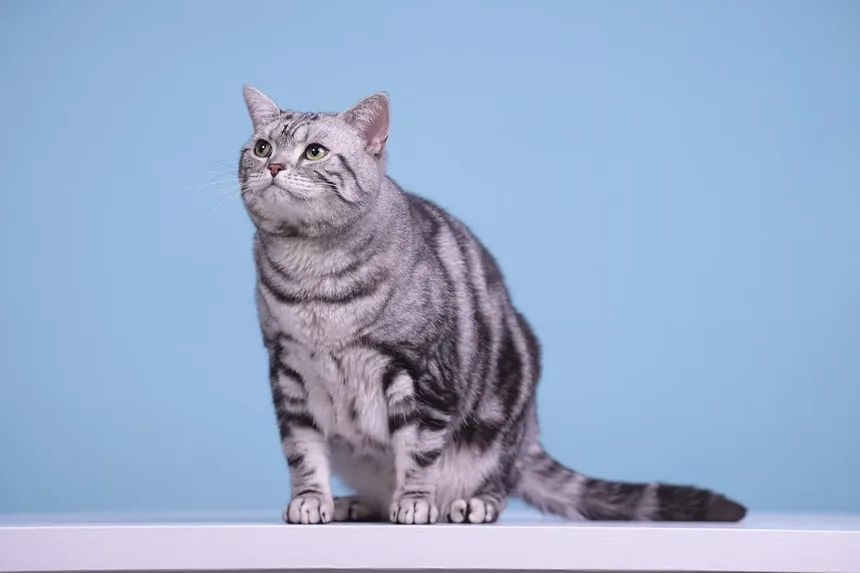 Quanto Tempo Devo Brincar com Meu Gato por Dia? Descubra Agora!