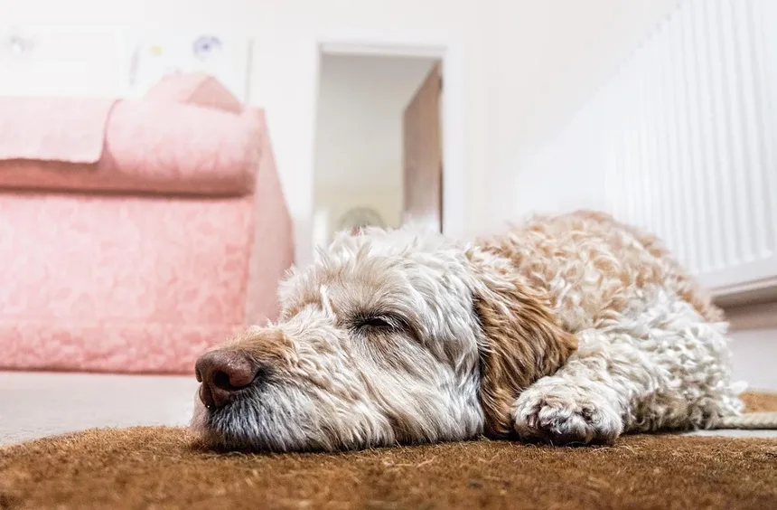 Como Saber se as Gengivas do Seu Cão Estão Saudáveis: Guia Completo