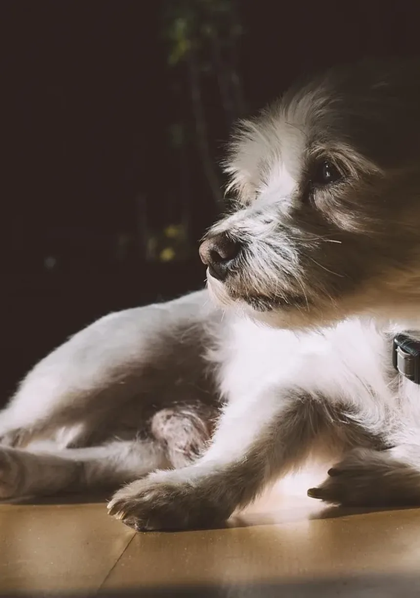 Como Viajar com Seu Cão com Segurança: Guia Completo para Proprietários de Animais de Estimação