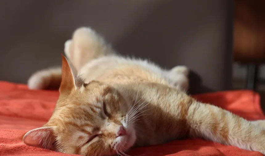 Como Dar Banho em um Gato Filhote: Guia Completo para Proprietários de Primeira Viagem