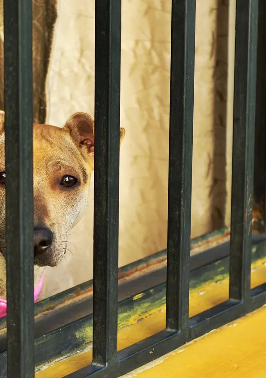 Como Lidar com Cães Agressivos: Guia Completo para Proprietários Portugueses