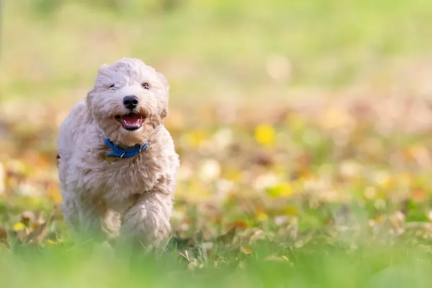 Como Proteger Seu Animal de Estimação de Pulgas, Carrapatos e Vermes do Coração em 2024