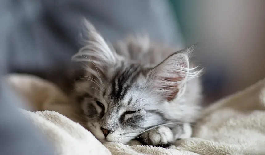 Como Entender a Linguagem Corporal do Seu Gato: 7 Sinais que Você Não Pode Ignorar