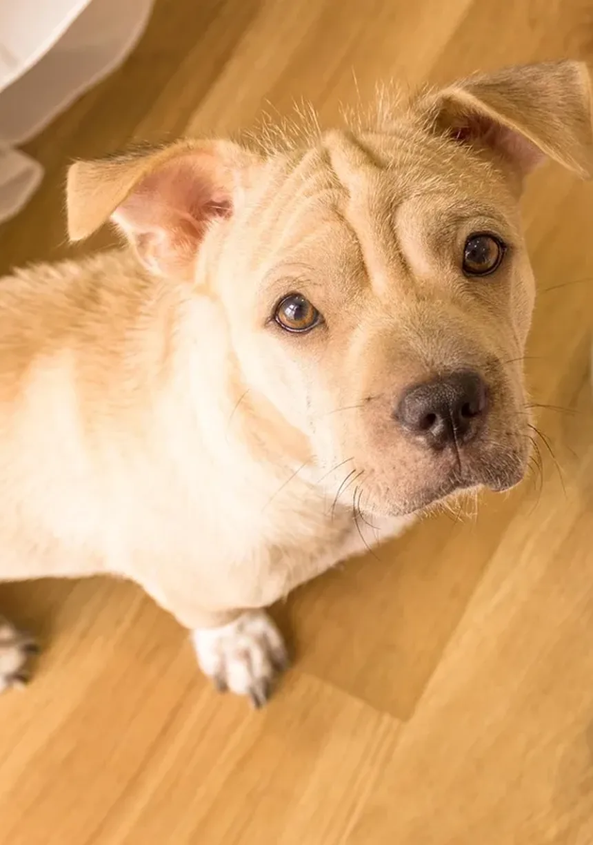 Por que o meu cão ladra à noite? 6 causas e soluções