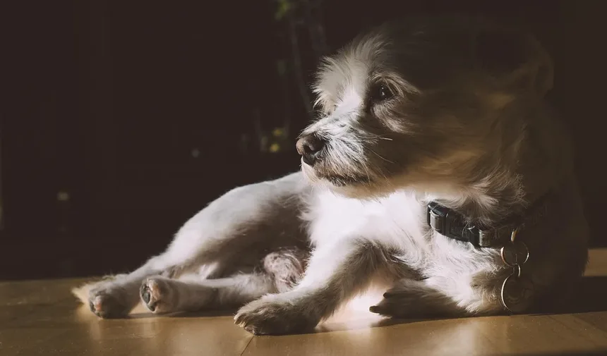 Piómetra em Coelhos: Sintomas, Tratamento e Como Prevenir