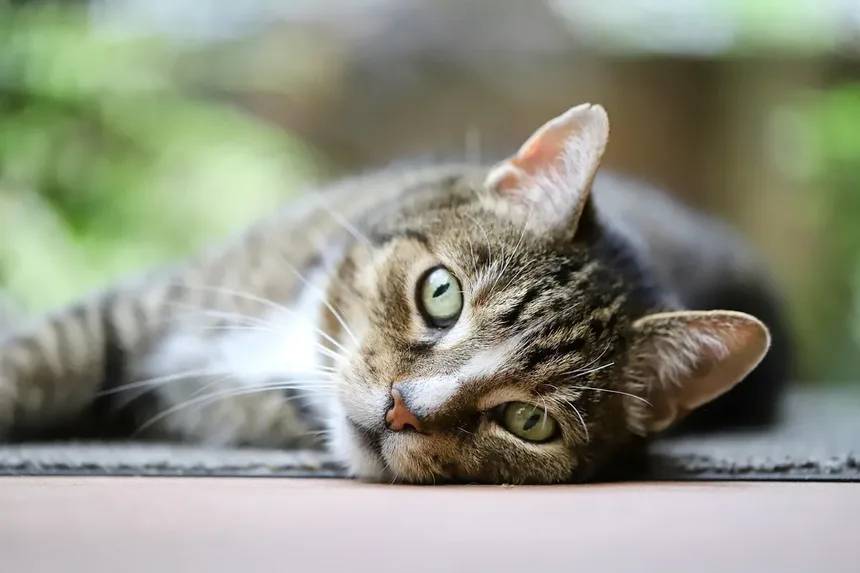 Sinais de Dor em Gatos e O Que Pode Ajudar