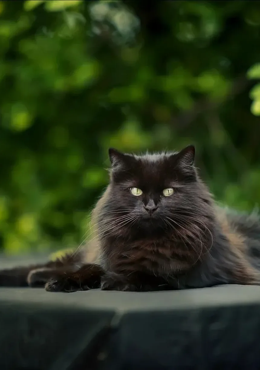 Sinais de Dor em Gatos e O Que Pode Ajudar