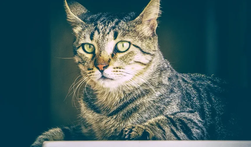 Os 8 Animais de Estimação Mais Populares em 2023: Descubra Qual é o Ideal para Você!