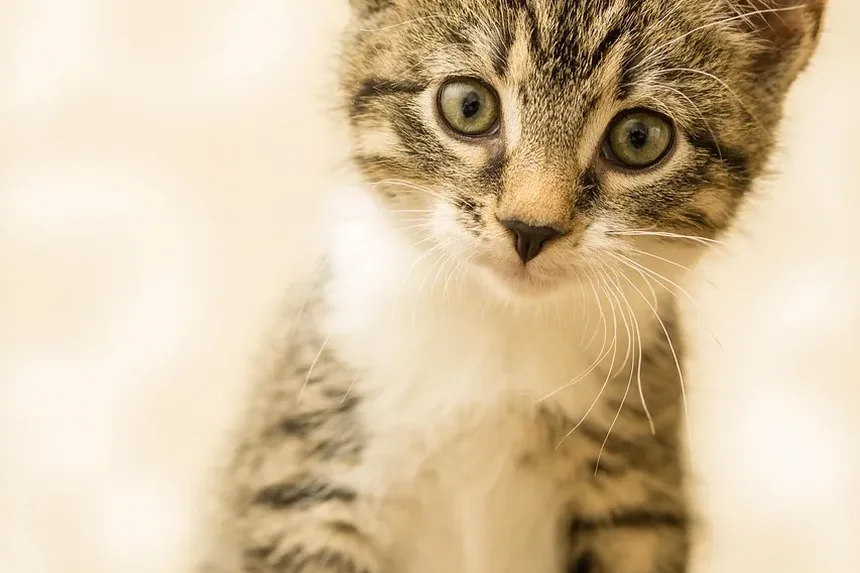 O Cronograma Completo de Vacinação para Gatinhos