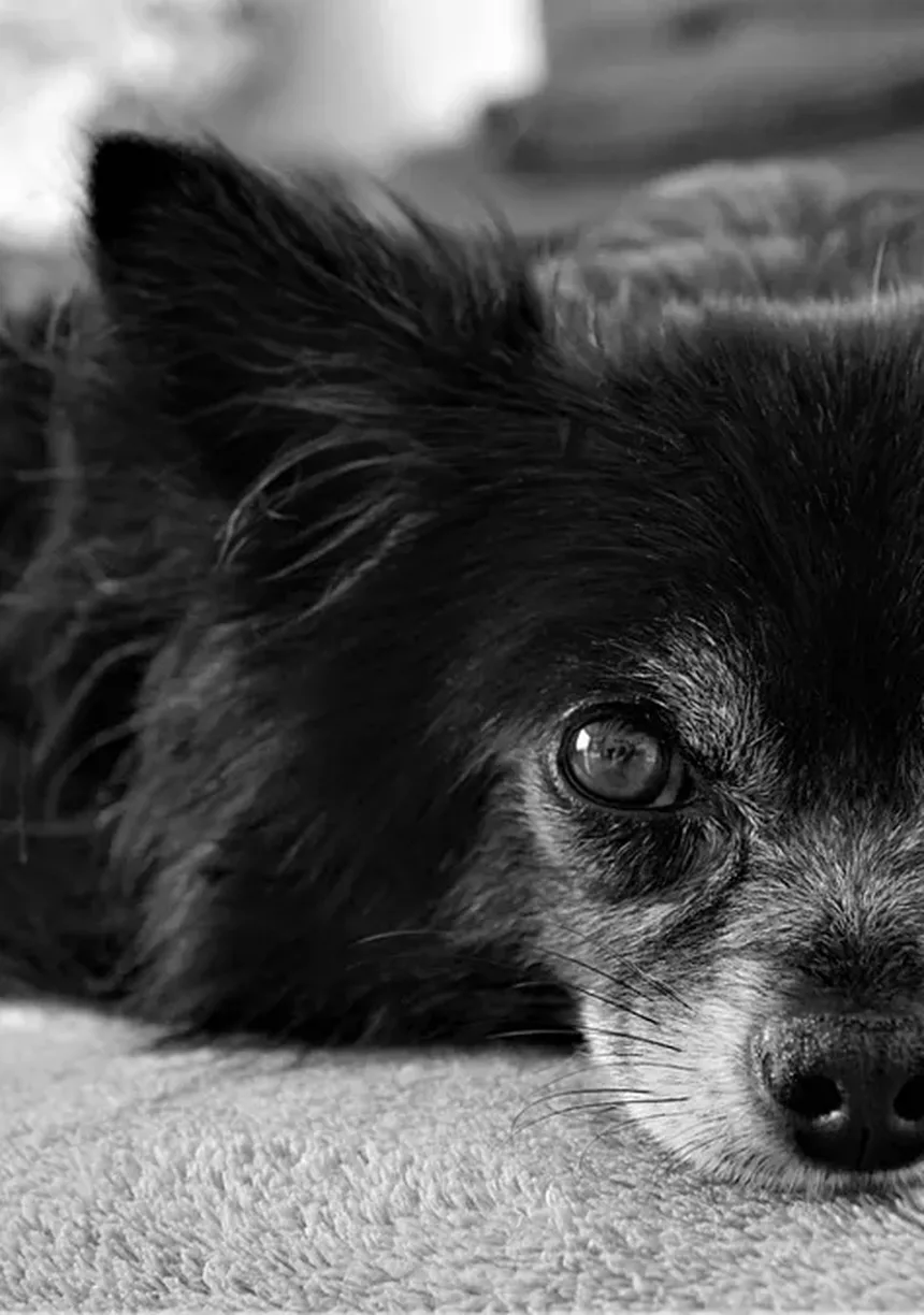 Síndrome do Tremelique em Cães: Tudo o que Você Precisa Saber