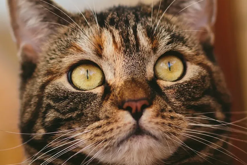 Quando os Gatos Param de Crescer? Descubra Agora!