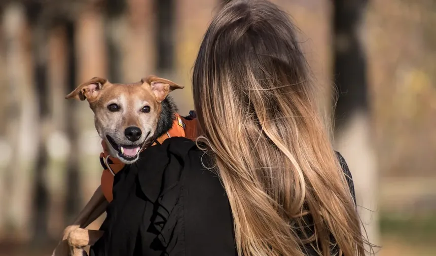 Zonisamida para Cães: Tudo que Você Precisa Saber