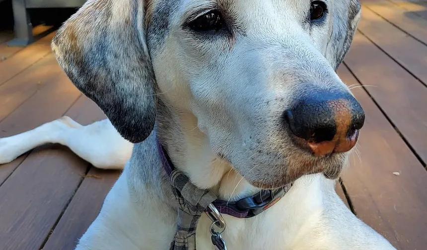 Melhor Tratamento para Artrite em Cães na Nova Zelândia