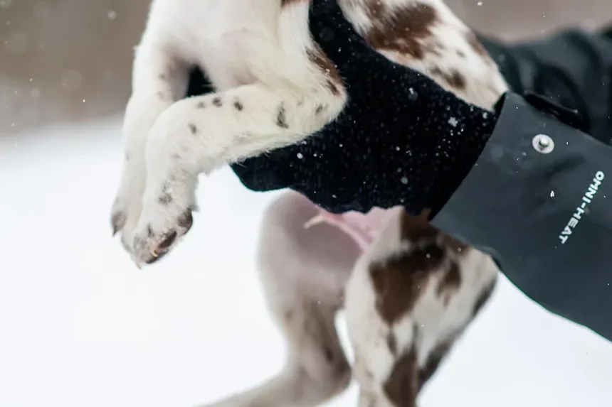 Melhor Tratamento para Artrite em Cães na Nova Zelândia