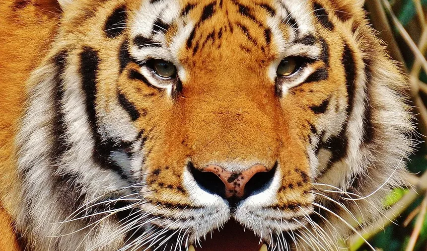 Melhor Dieta para Gatos com Sobrepeso: Um Guia Completo