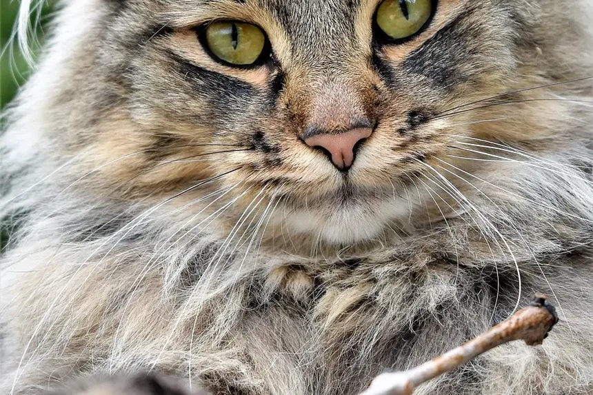 Melhor Dieta para Gatos com Sobrepeso: Um Guia Completo