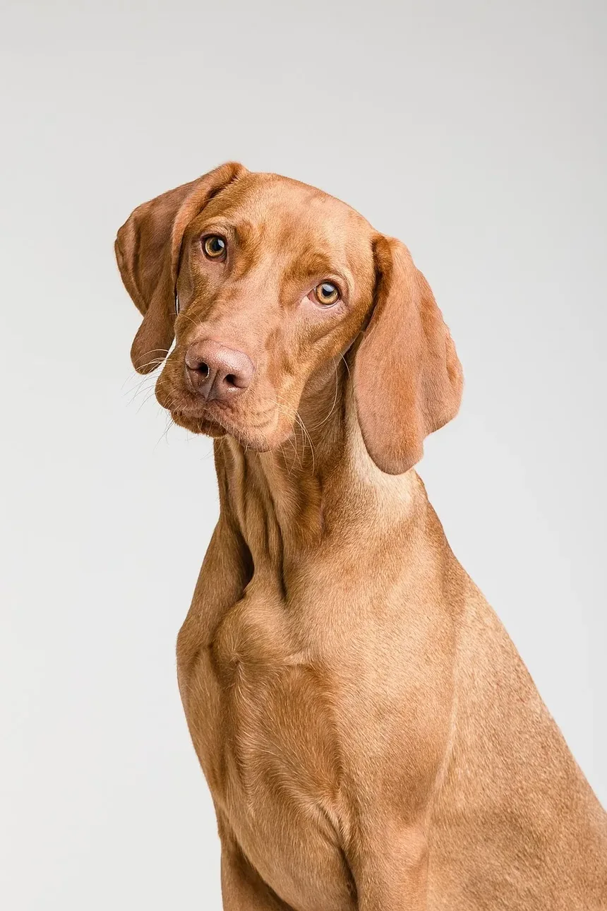 Melhor Ração para Cães com Orelhas Coçando: Um Guia Completo