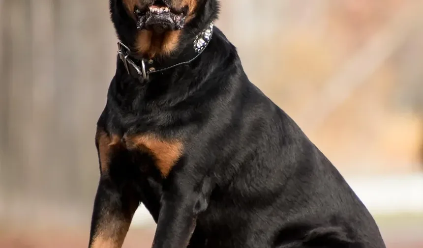 Melhor Ração para Cães com Orelhas Coçando: Um Guia Completo