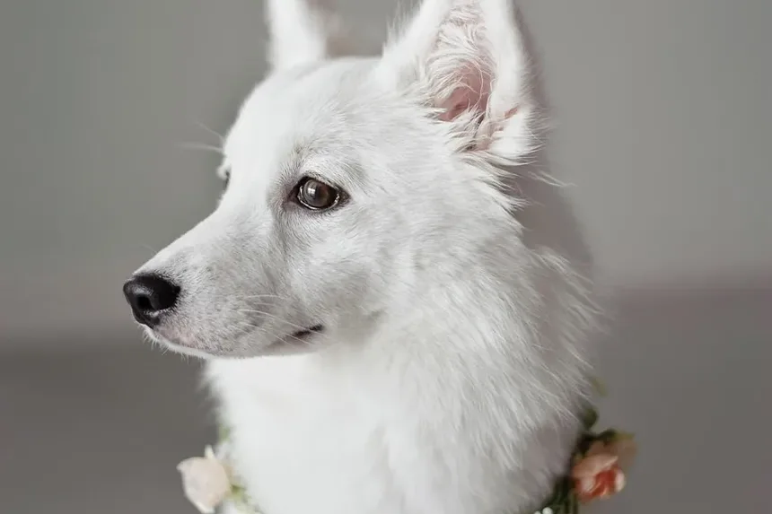 Melhor Ração para Cães com Orelhas Coçando: Um Guia Completo