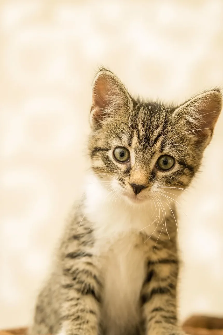 Melhor Comida para Gatinhos com Diarreia: Um Guia Abrangente