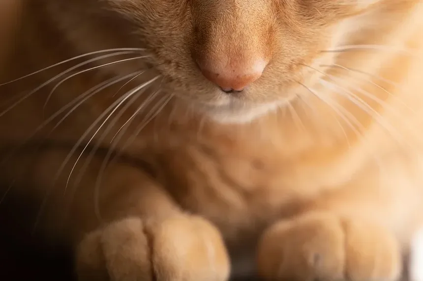 Melhor Comida para Gatinhos com Diarreia: Um Guia Abrangente
