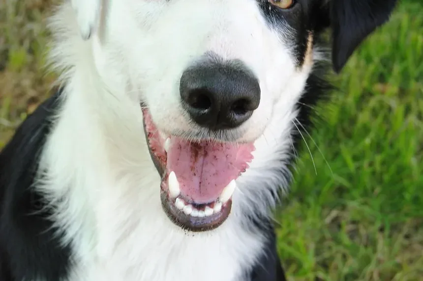 Melhor Alimentação para Filhote de Cocker Spaniel: Um Guia Completo