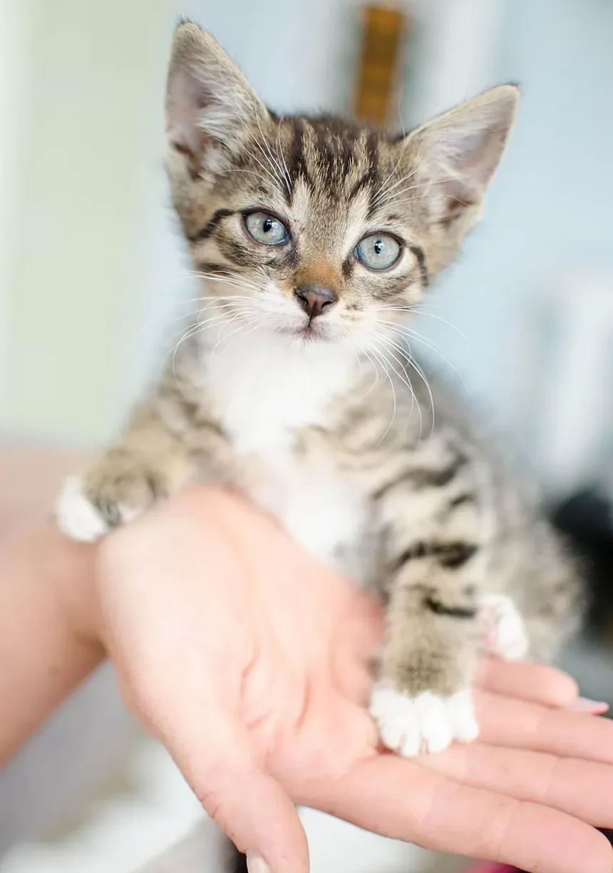 Entendendo a Conjuntivite Ocular em Gatos: Causas e Informações