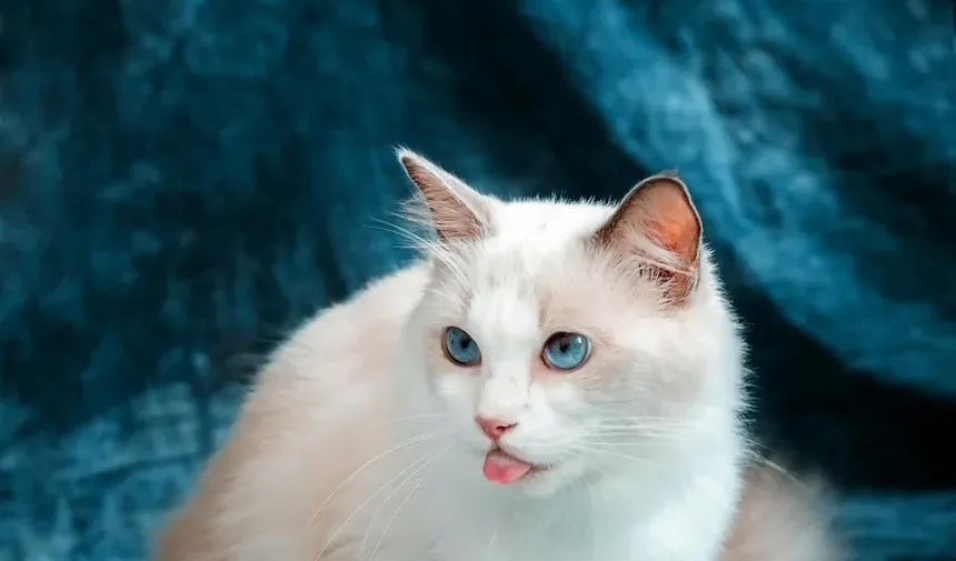 Entendendo a Conjuntivite Ocular em Gatos: Causas e Informações