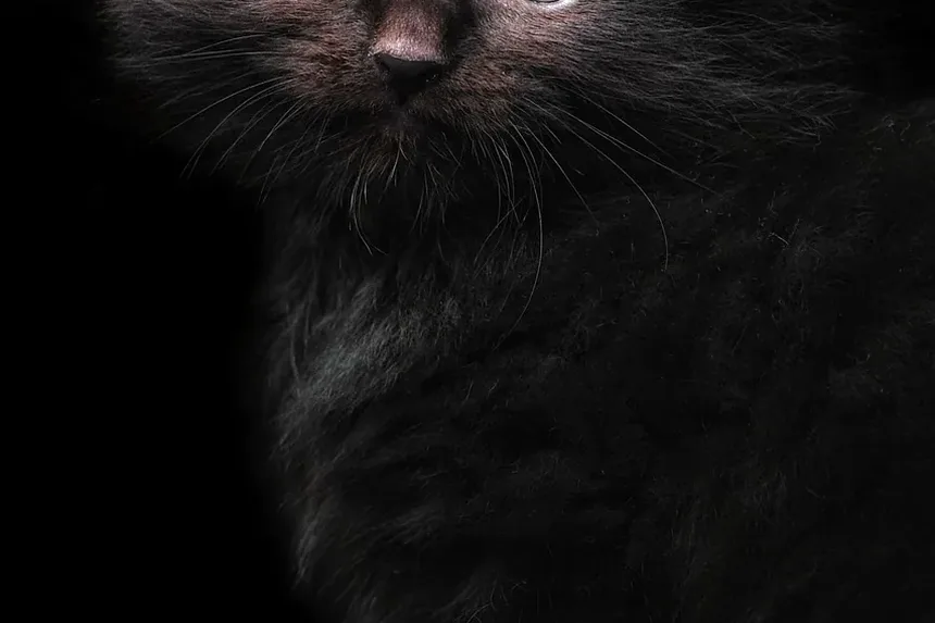 Entendendo a Conjuntivite Ocular em Gatos: Causas e Informações