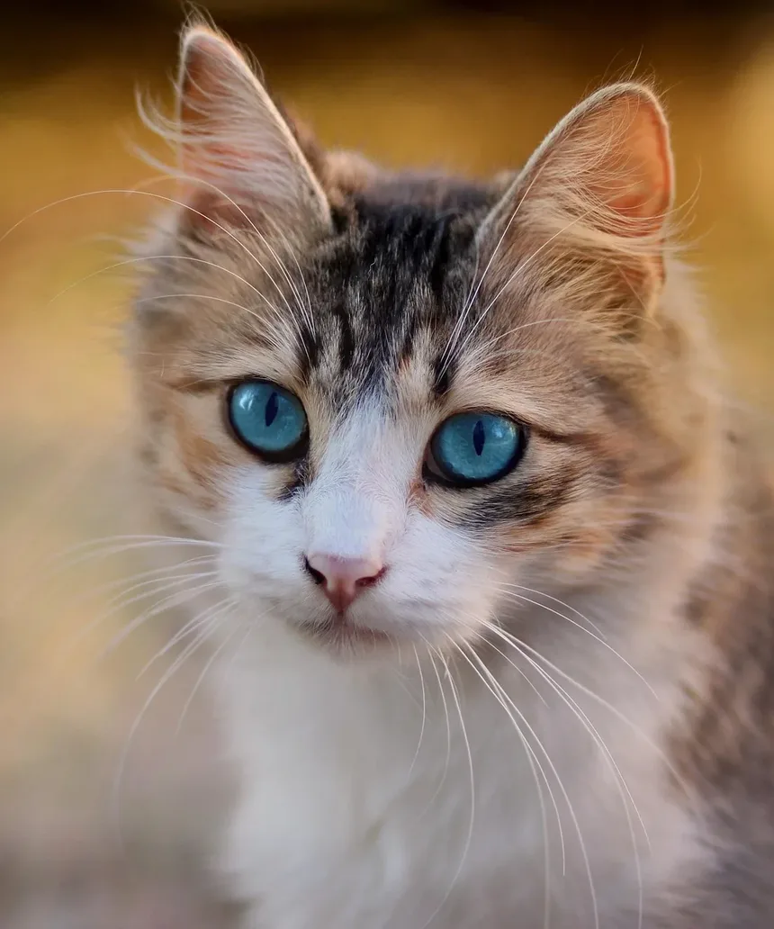 Cronograma de Vacinação para Gatos Adultos: Um Guia Completo