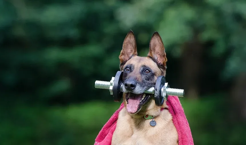 Entendendo a Secreção Ocular em Cães Devido a Alergias