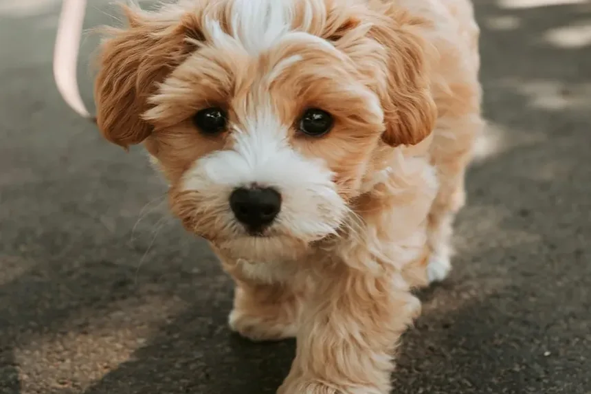 Entendendo a Secreção Ocular em Cães Devido a Alergias