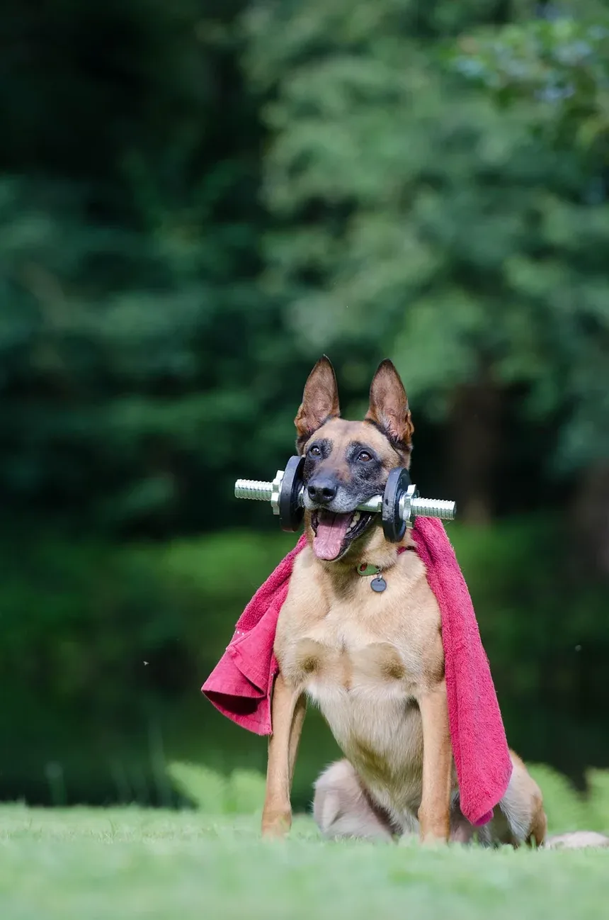Remédios Eficazes para Coceira na Pele de Cães na Nova Zelândia