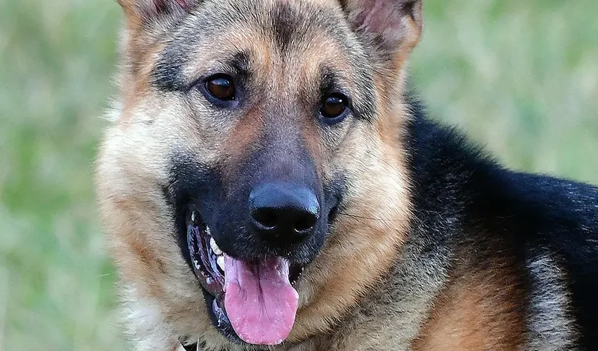 Remédios Eficazes para Coceira na Pele de Cães na Nova Zelândia
