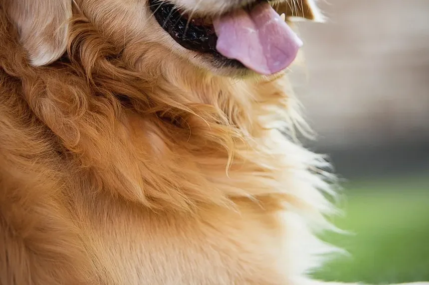 Remédios Eficazes para Coceira na Pele de Cães na Nova Zelândia