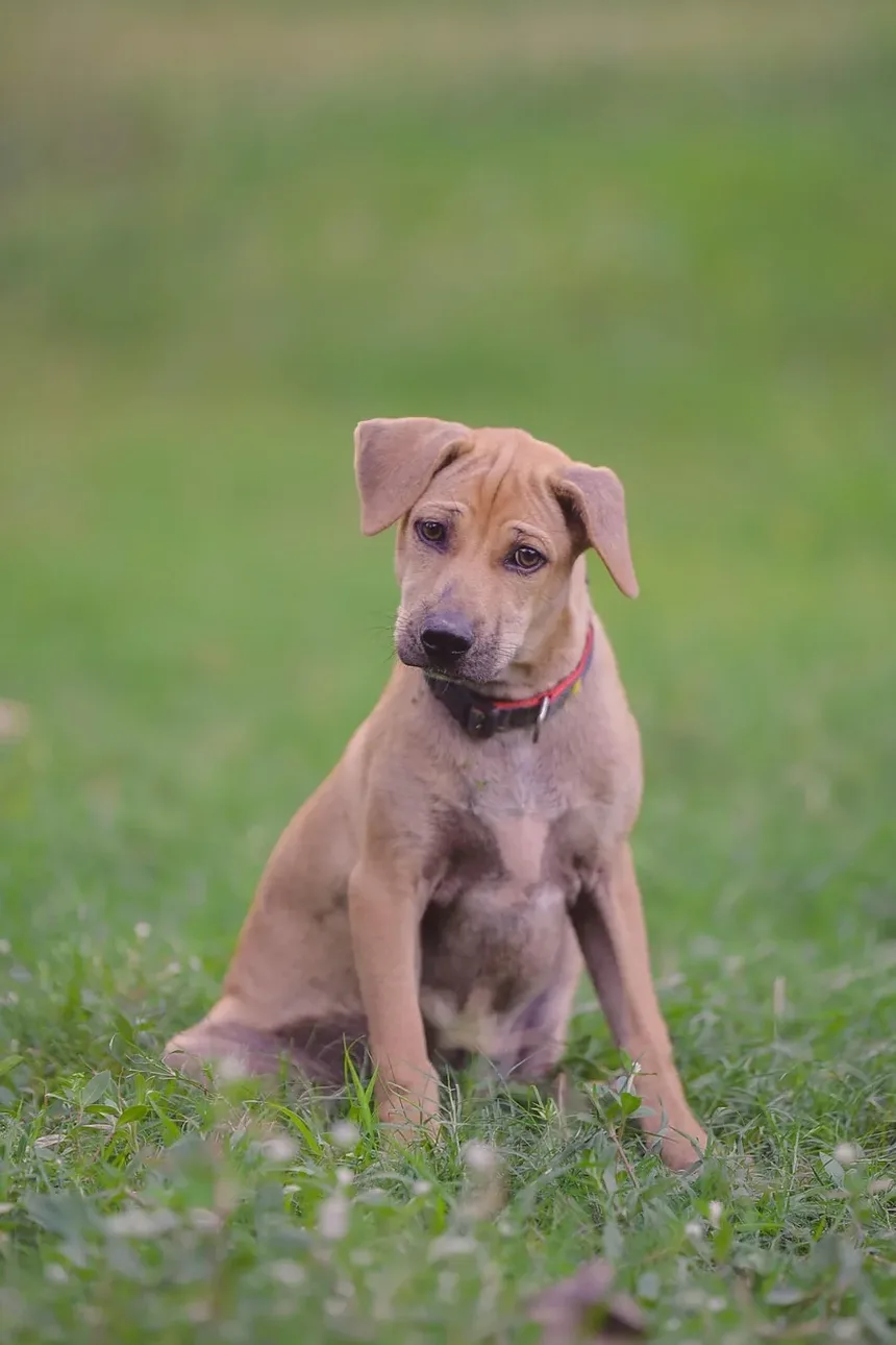 Cronograma de Vacinação para Cães por Idade: Um Guia Completo