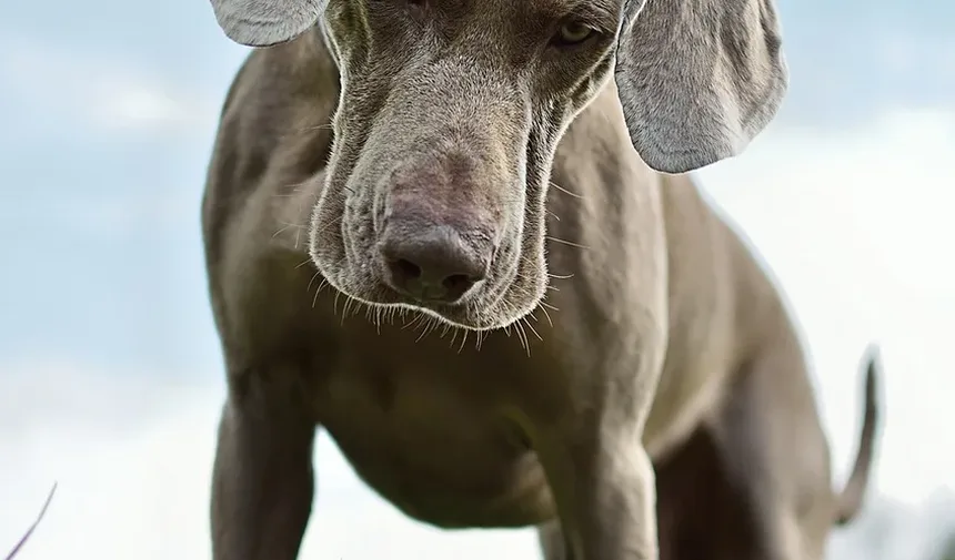 Cronograma de Vacinação para Cães por Idade: Um Guia Completo