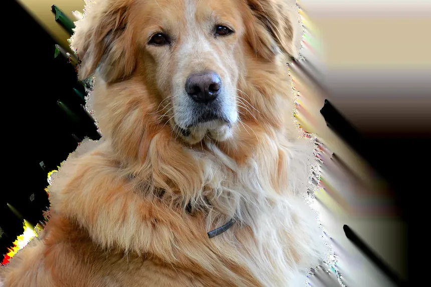 Cronograma de Vacinação para Cães por Idade: Um Guia Completo