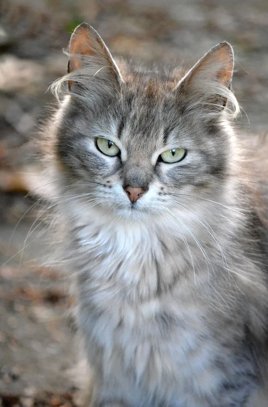 Como Limpar as Orelhas do Gato em Casa: Um Guia Completo