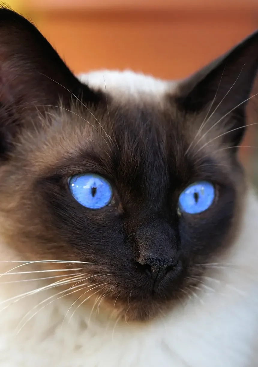 Como Limpar as Orelhas do Gato em Casa: Um Guia Completo