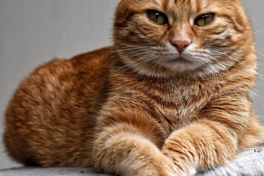 Como Limpar as Orelhas do Gato em Casa: Um Guia Completo